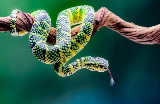 Reptile Direct